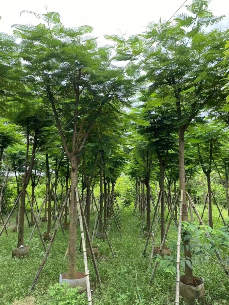 骨架凤凰木10～25公分基地直发规格齐全质量优质
