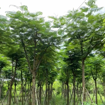 骨架凤凰木10～25公分基地直发规格齐全质量优质