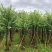 骨架宫粉紫荆10～20公分基地直发规格齐全质量优质