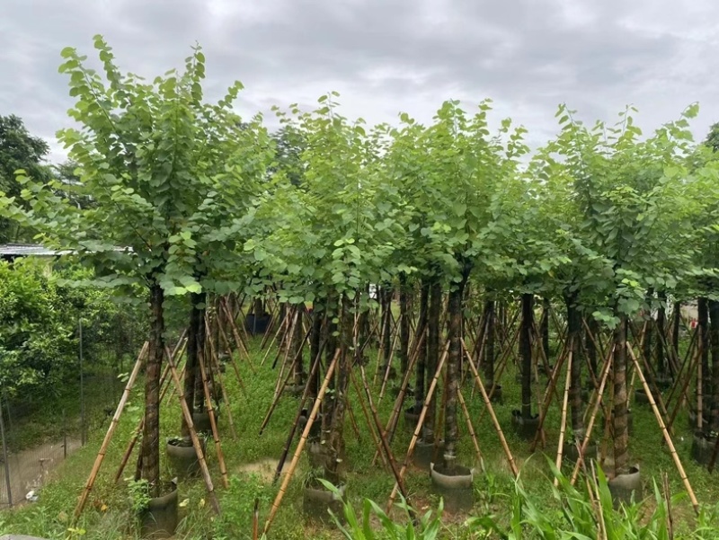 骨架宫粉紫荆10～20公分基地直发规格齐全质量优质