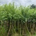 骨架宫粉紫荆10～20公分基地直发规格齐全质量优质