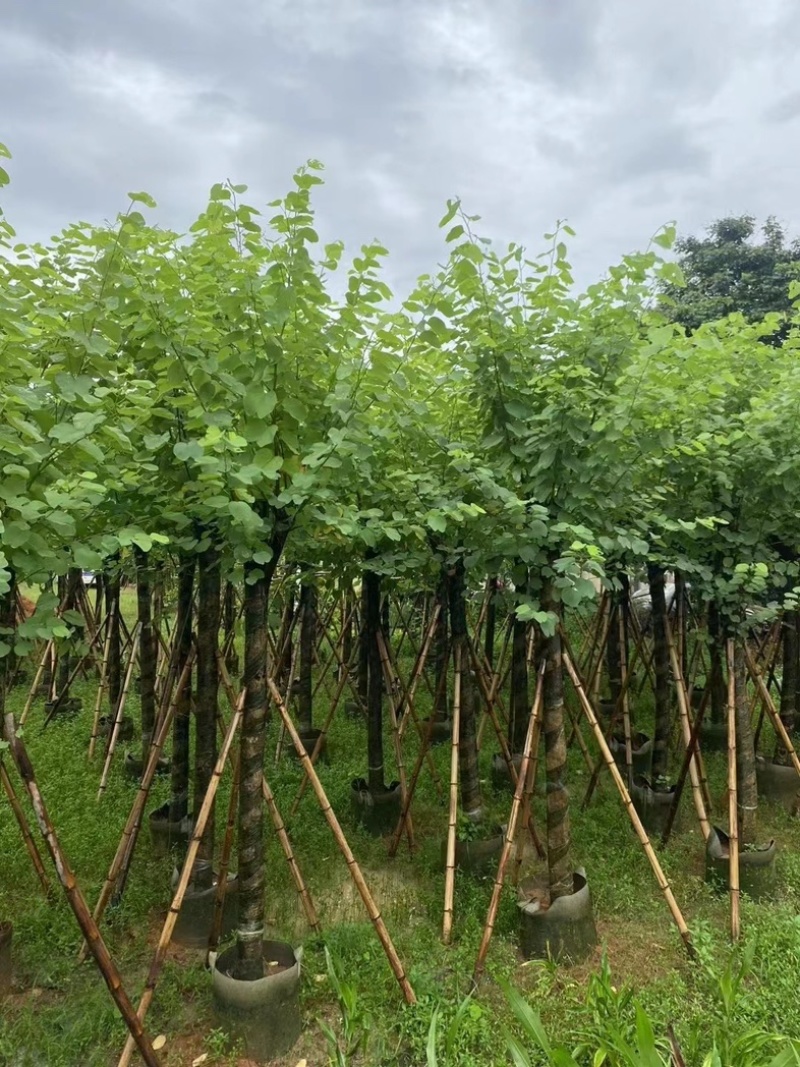 骨架宫粉紫荆10～20公分基地直发规格齐全质量优质
