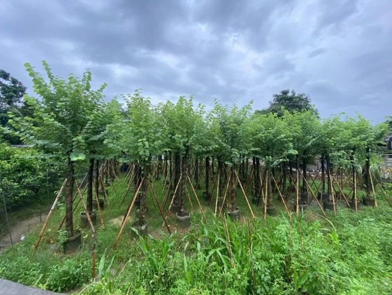 骨架宫粉紫荆10～20公分基地直发规格齐全质量优质