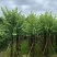 骨架宫粉紫荆10～20公分基地直发规格齐全质量优质