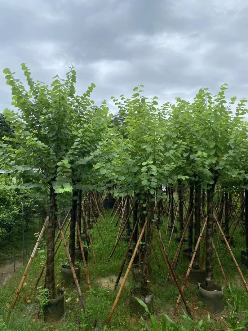 骨架宫粉紫荆10～20公分基地直发规格齐全质量优质