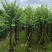 骨架宫粉紫荆10～20公分基地直发规格齐全质量优质