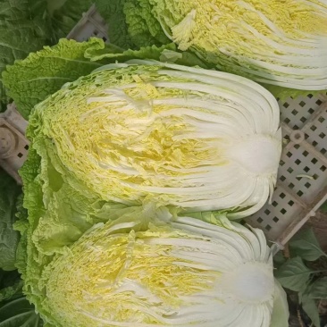 银川沙地白菜