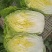 银川沙地白菜