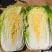 银川沙地白菜