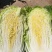 银川沙地白菜