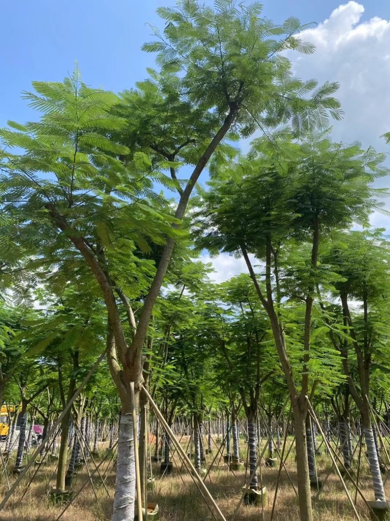 全红婵门口同款凤凰木15～25公分基地直发规格齐全