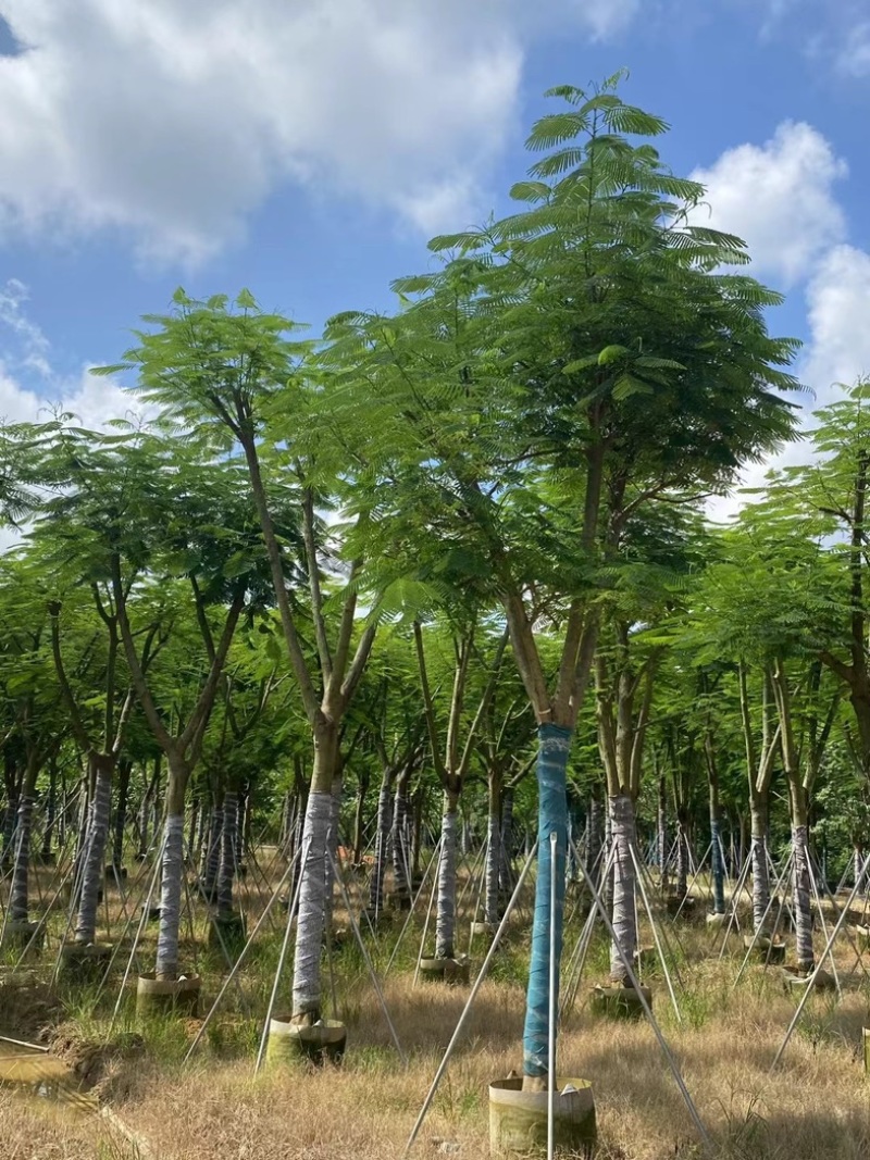 全红婵门口同款凤凰木15～25公分基地直发规格齐全