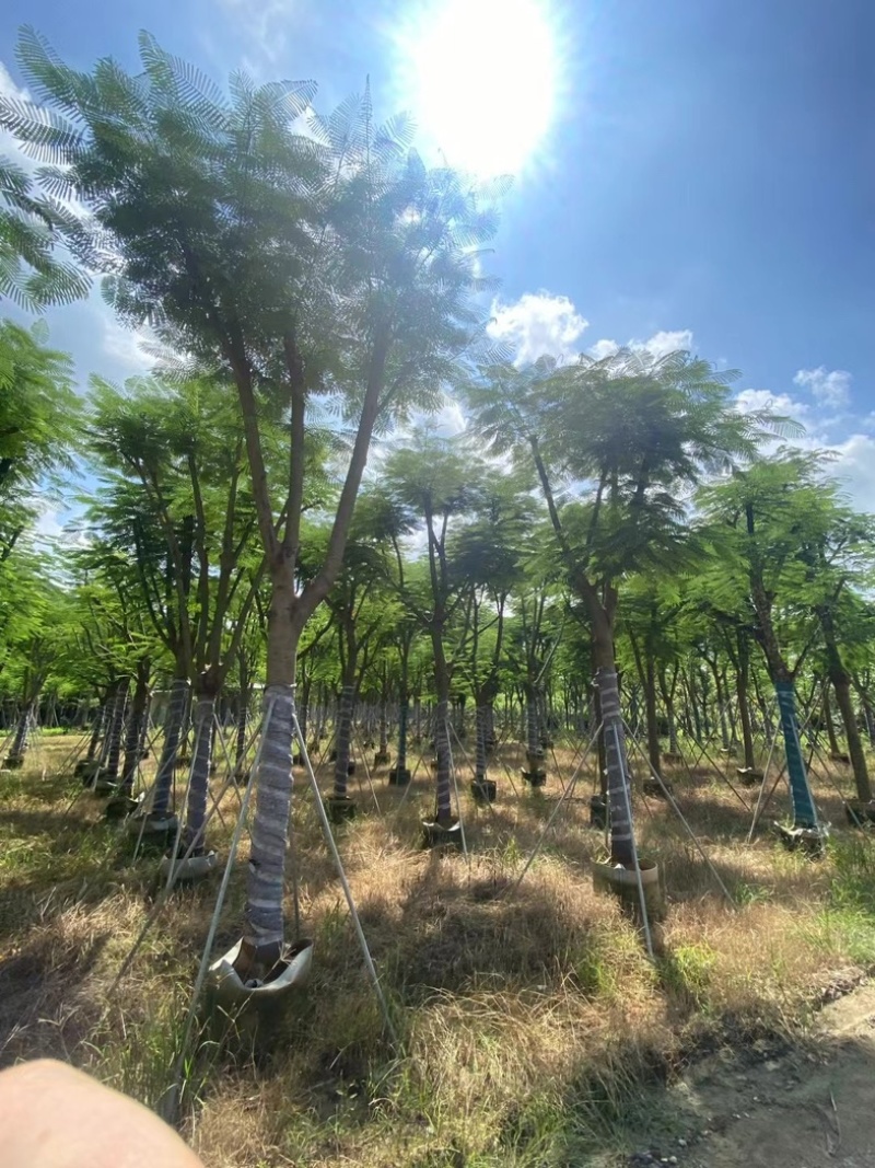 全红婵门口同款凤凰木15～25公分基地直发规格齐全