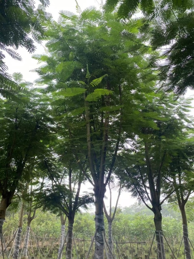 全红婵门口同款凤凰木15～25公分基地直发规格齐全