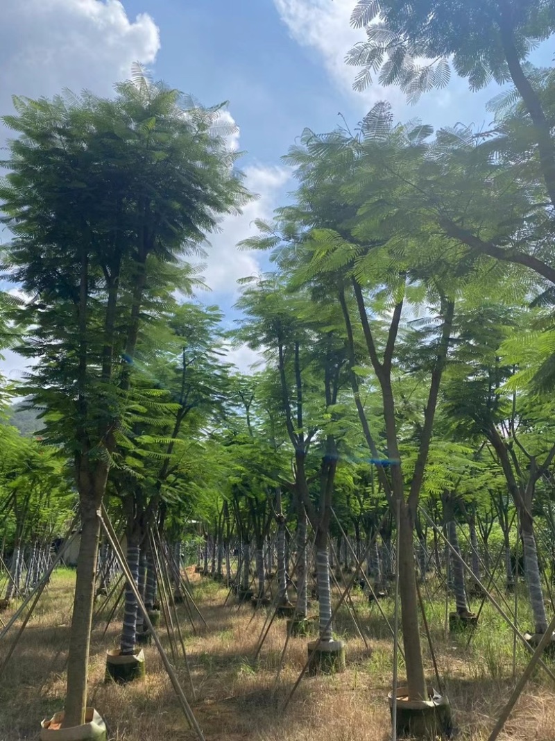 全红婵门口同款凤凰木15～25公分基地直发规格齐全