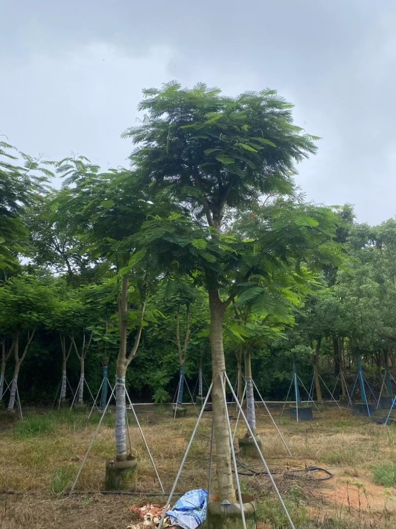 全红婵门口同款凤凰木15～25公分基地直发规格齐全
