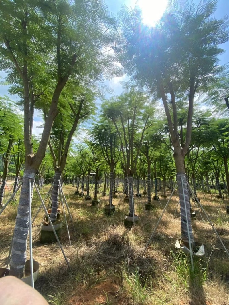 全红婵门口同款凤凰木15～25公分基地直发规格齐全
