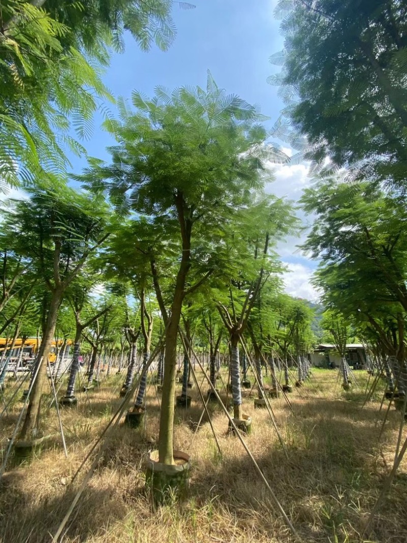 全红婵门口同款凤凰木15～25公分基地直发规格齐全