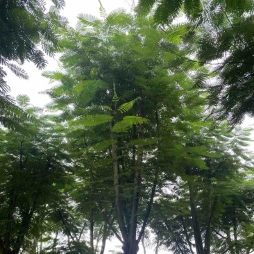 全红婵门口同款凤凰木15～25公分基地直发规格齐全
