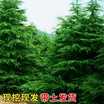 【实力推荐】精品雪松，产地直发，优质雪松，可视频看货