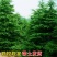 【实力推荐】精品雪松，产地直发，优质雪松，可视频看货