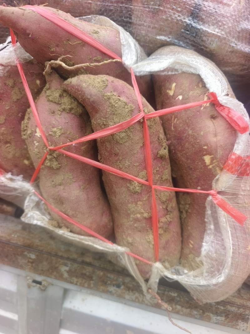 精品商薯19，电商货，工厂货，淀粉厂，产地直发，欢迎咨询