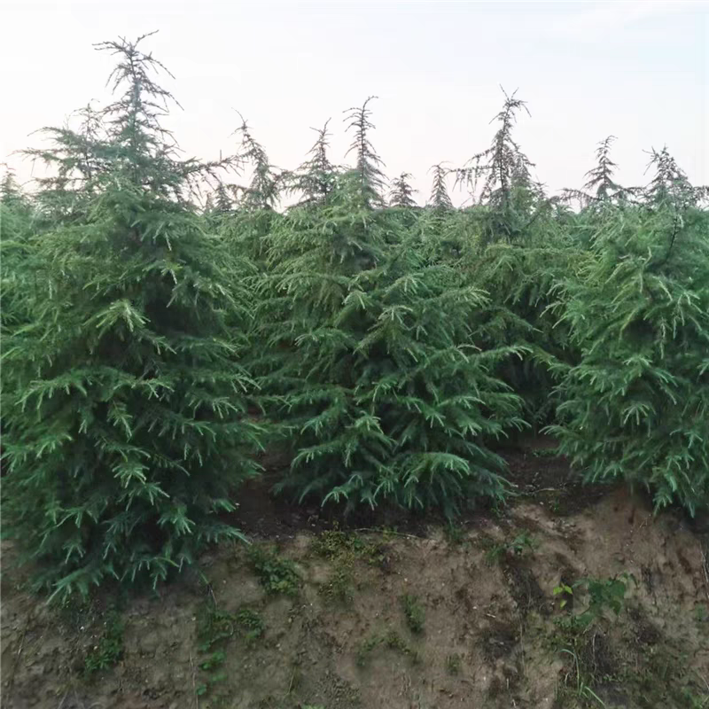 【实力推荐】精品雪松，产地直发，优质雪松，可视频看货