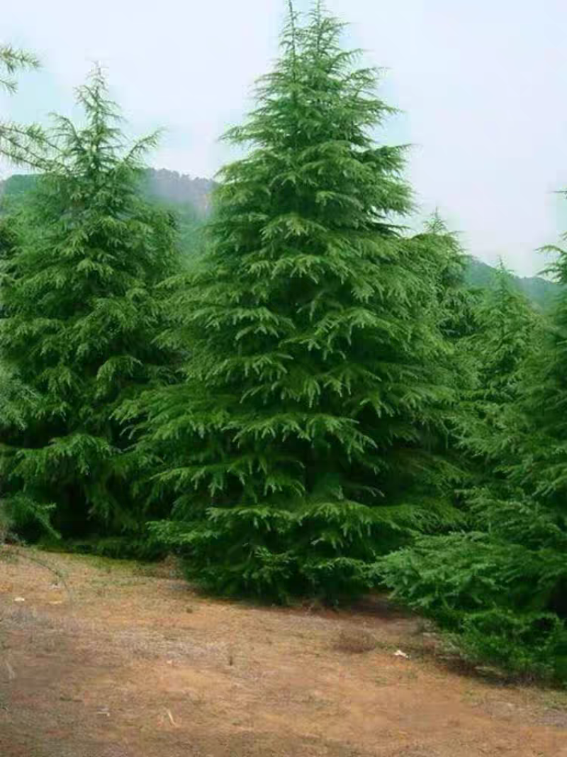 【实力推荐】精品雪松，产地直发，优质雪松，可视频看货