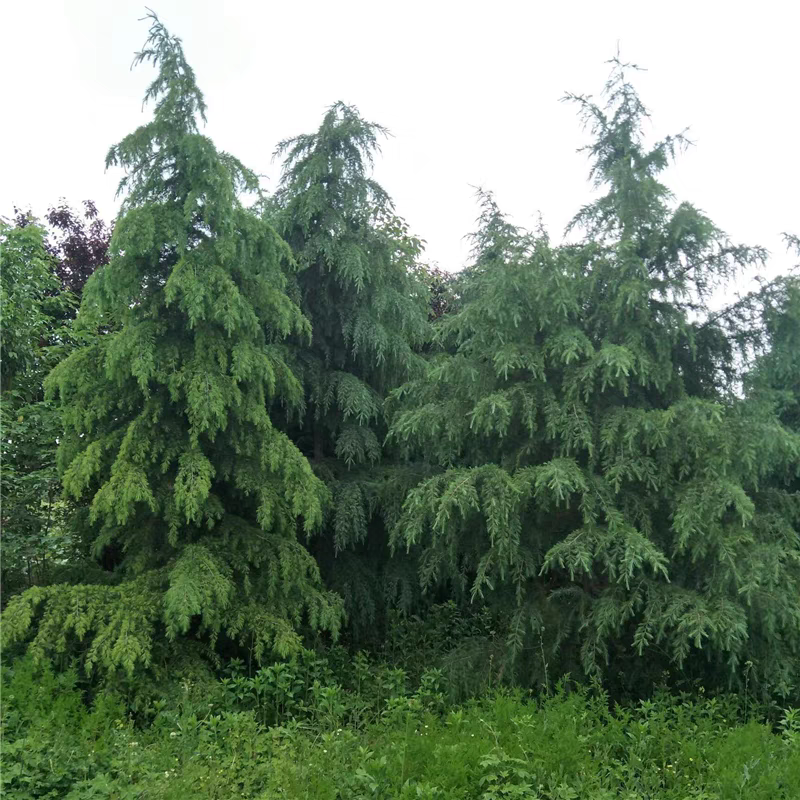 【实力推荐】精品雪松，产地直发，优质雪松，可视频看货