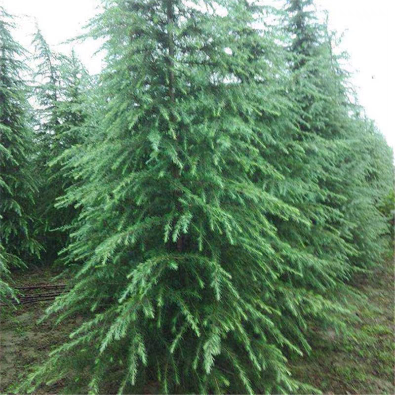 【实力推荐】精品雪松，产地直发，优质雪松，可视频看货