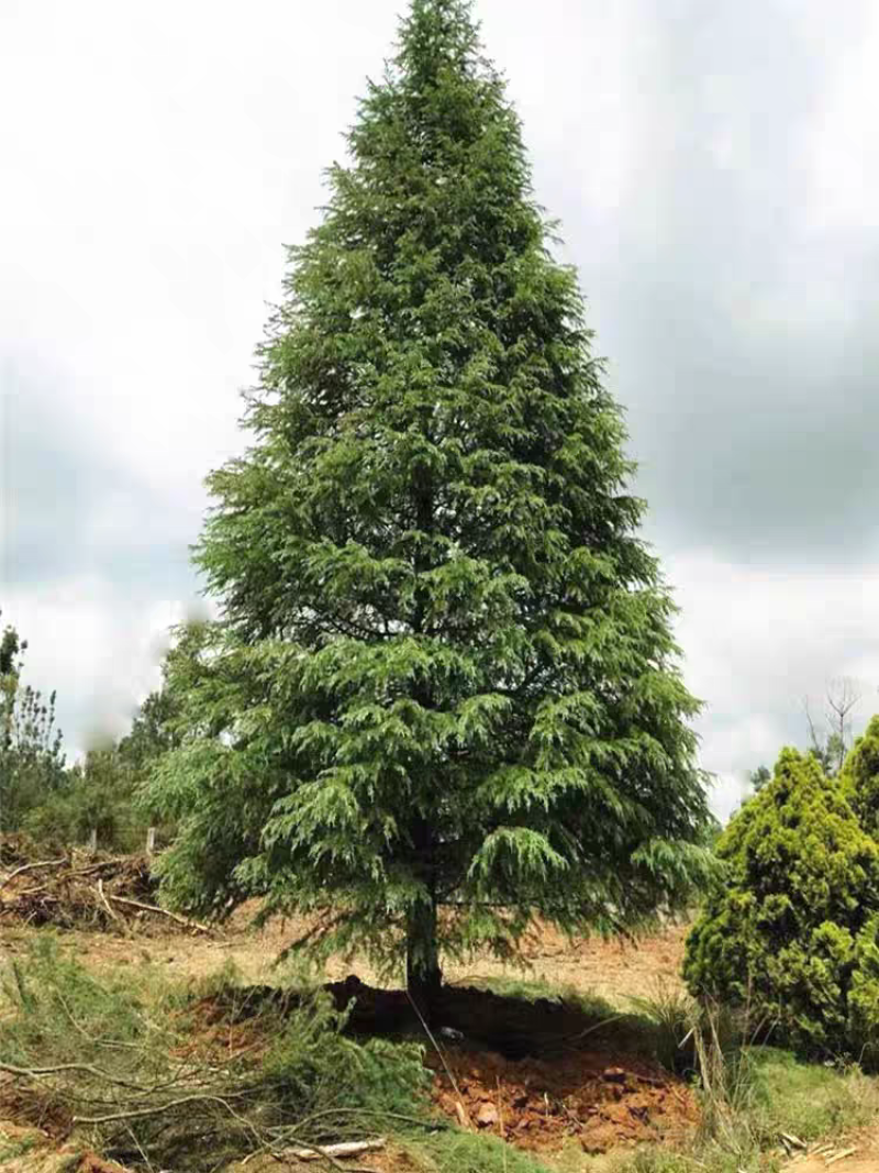 【实力推荐】精品雪松，产地直发，优质雪松，可视频看货
