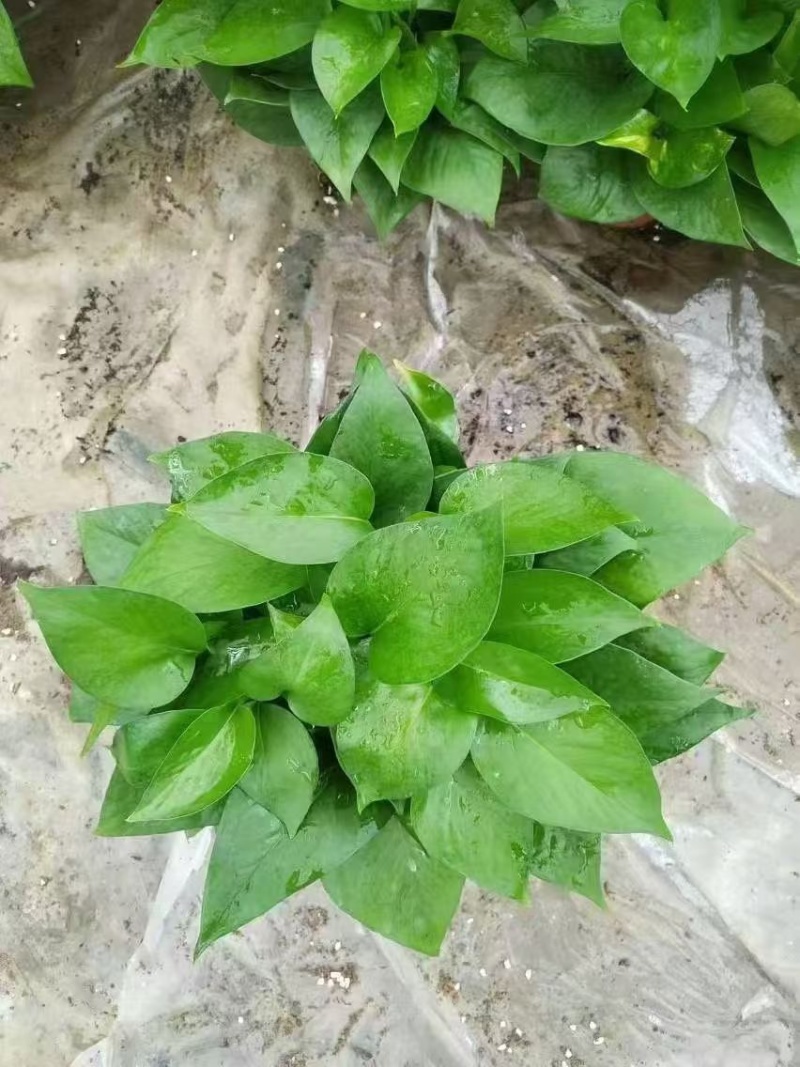 绿萝盆栽基地直发规格齐全质量优质适合主播淘宝等等