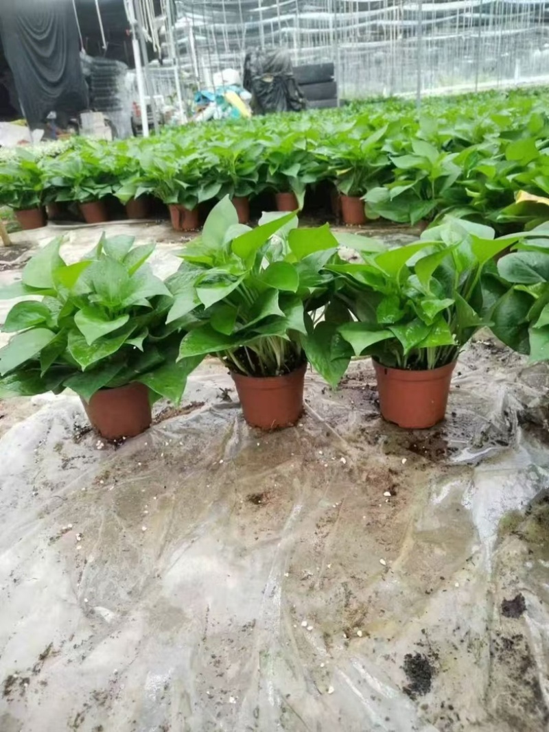 绿萝盆栽基地直发规格齐全质量优质适合主播淘宝等等