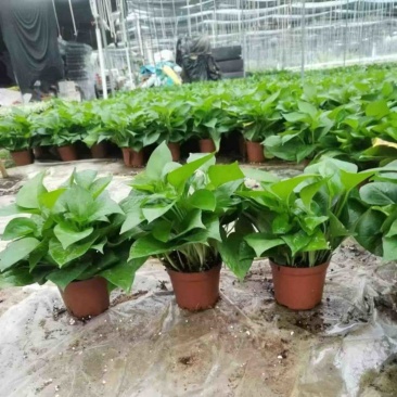 绿萝盆栽基地直发规格齐全质量优质适合主播淘宝等等