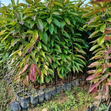 广东枫树苗苗圃直发大小都有货源充足价格优惠欢迎致电