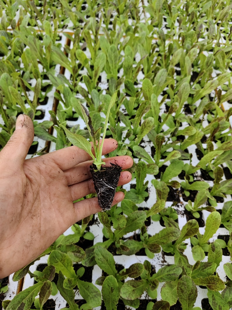 紫莴笋苗成活率高产量高