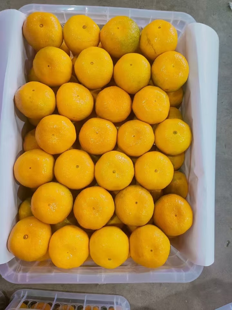 高山特早蜜桔大量上市中，欢迎来电洽谈合作质量保证