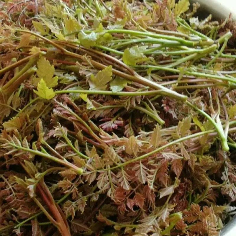 栾树芽，木兰芽，栾芽，栾树芽野菜，木兰芽野菜