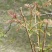 栾树芽，木兰芽，栾芽，栾树芽野菜，木兰芽野菜
