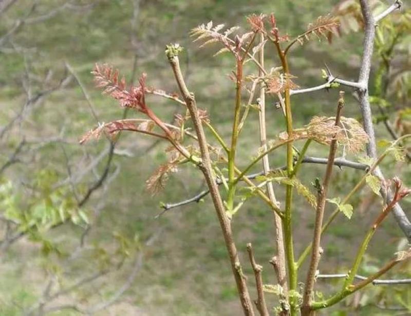 栾树芽，木兰芽，栾芽，栾树芽野菜，木兰芽野菜