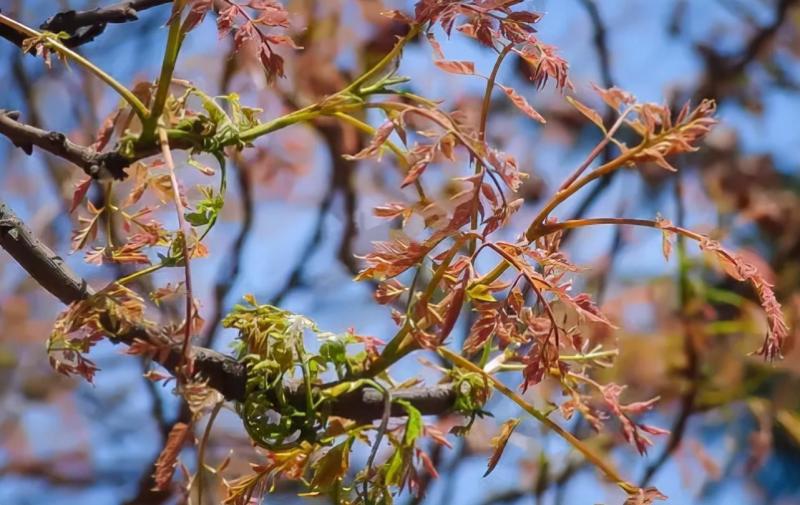 栾树芽，木兰芽，栾芽，栾树芽野菜，木兰芽野菜