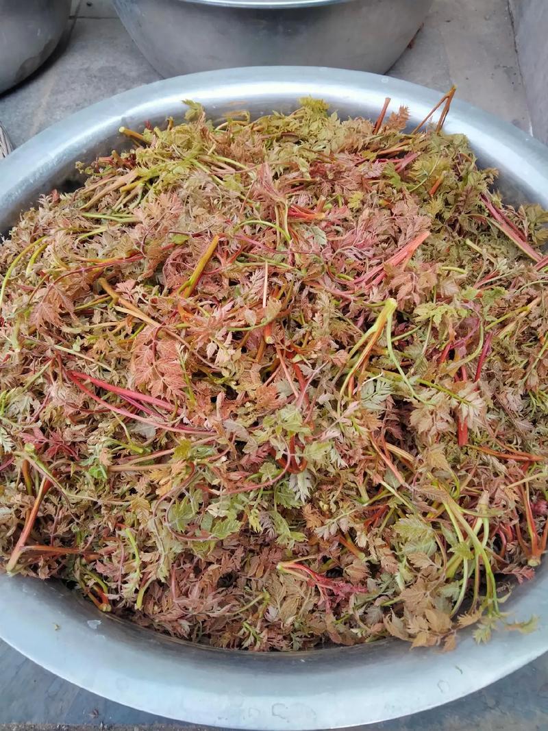 栾树芽，木兰芽，栾芽，栾树芽野菜，木兰芽野菜