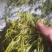 栾树芽，木兰芽，栾芽，栾树芽野菜，木兰芽野菜