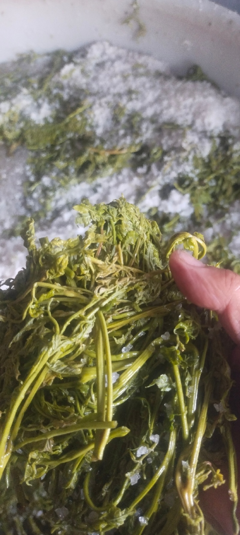 栾树芽，木兰芽，栾芽，栾树芽野菜，木兰芽野菜