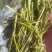 栾树芽，木兰芽，栾芽，栾树芽野菜，木兰芽野菜