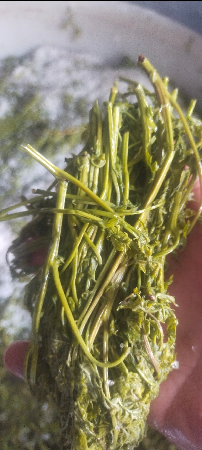栾树芽，木兰芽，栾芽，栾树芽野菜，木兰芽野菜