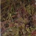 栾树芽，木兰芽，栾芽，栾树芽野菜，木兰芽野菜