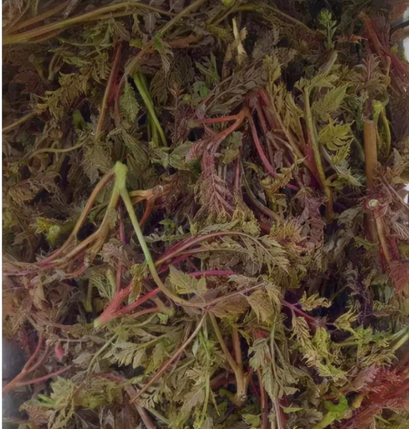 栾树芽，木兰芽，栾芽，栾树芽野菜，木兰芽野菜