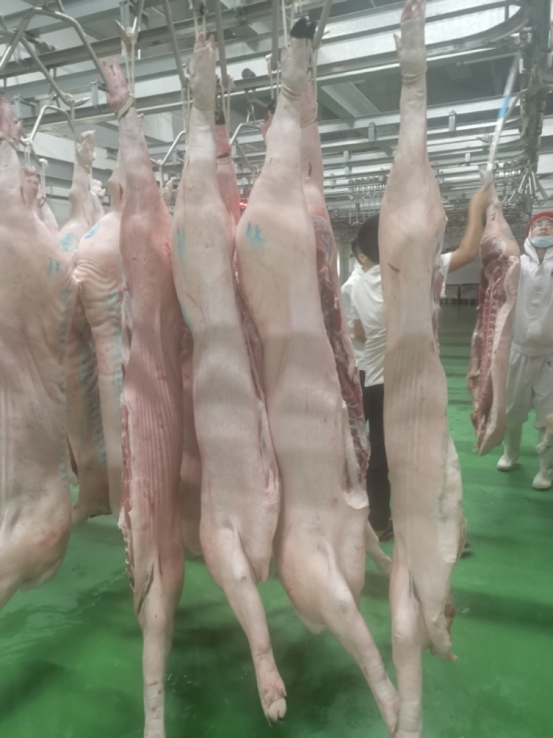 黑毛土猪肉300天慢养黑猪，可视频看货欢迎联系