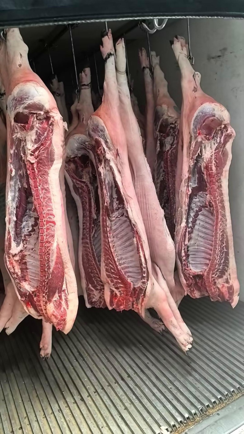 黑毛土猪肉300天慢养黑猪，可视频看货欢迎联系